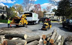 How Our Tree Care Process Works  in  San Buenaventura, CA