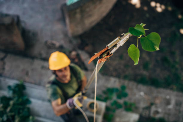 Best Tree Health Inspection  in San Buenaventura, CA