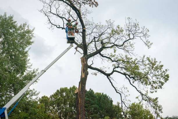 Tree and Shrub Care in San Buenaventura, CA